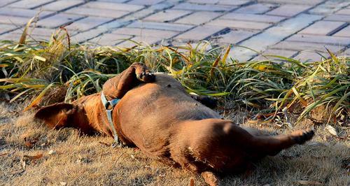 冰柜犬的养殖方法（了解冰柜犬的特点与适应环境）